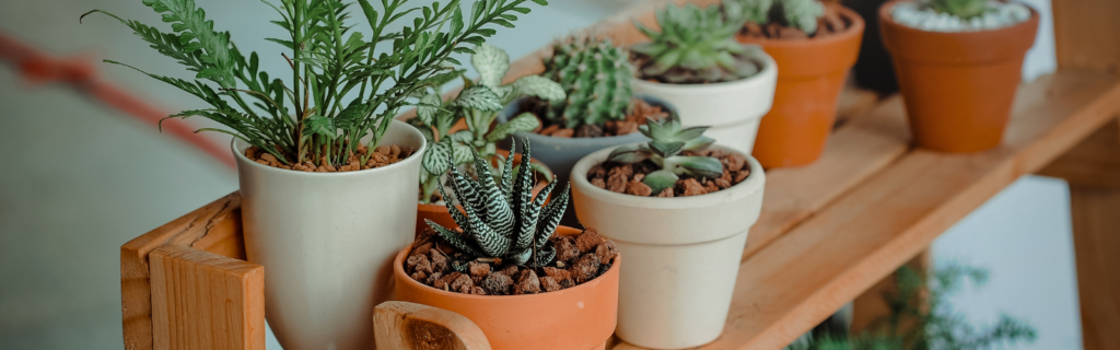 plantas y jardinería