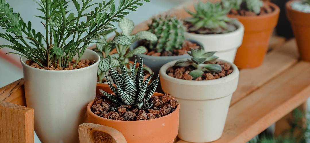 El negocio de plantas y jardinería en Chile: ¡Mercado verde!