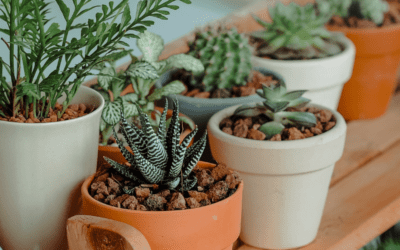 El negocio de plantas y jardinería en Chile: ¡Mercado verde!